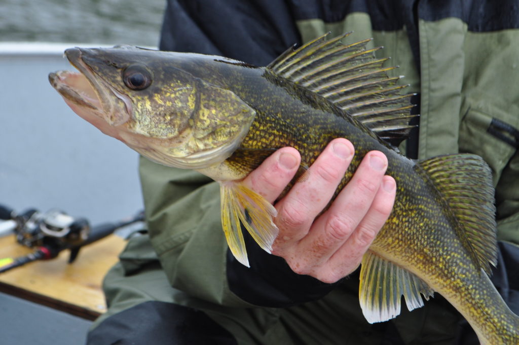 Fishing Walleye Using Swim Baits - The Canadian Fisherman