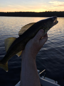 Walleye 2