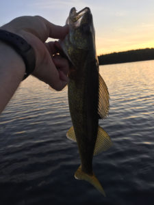 Walleye1