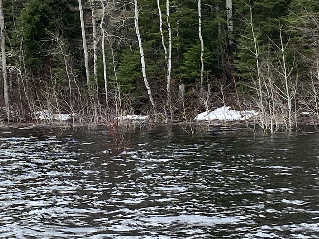 Yes, that's snow in the bush. There was snow in many places until mid week.