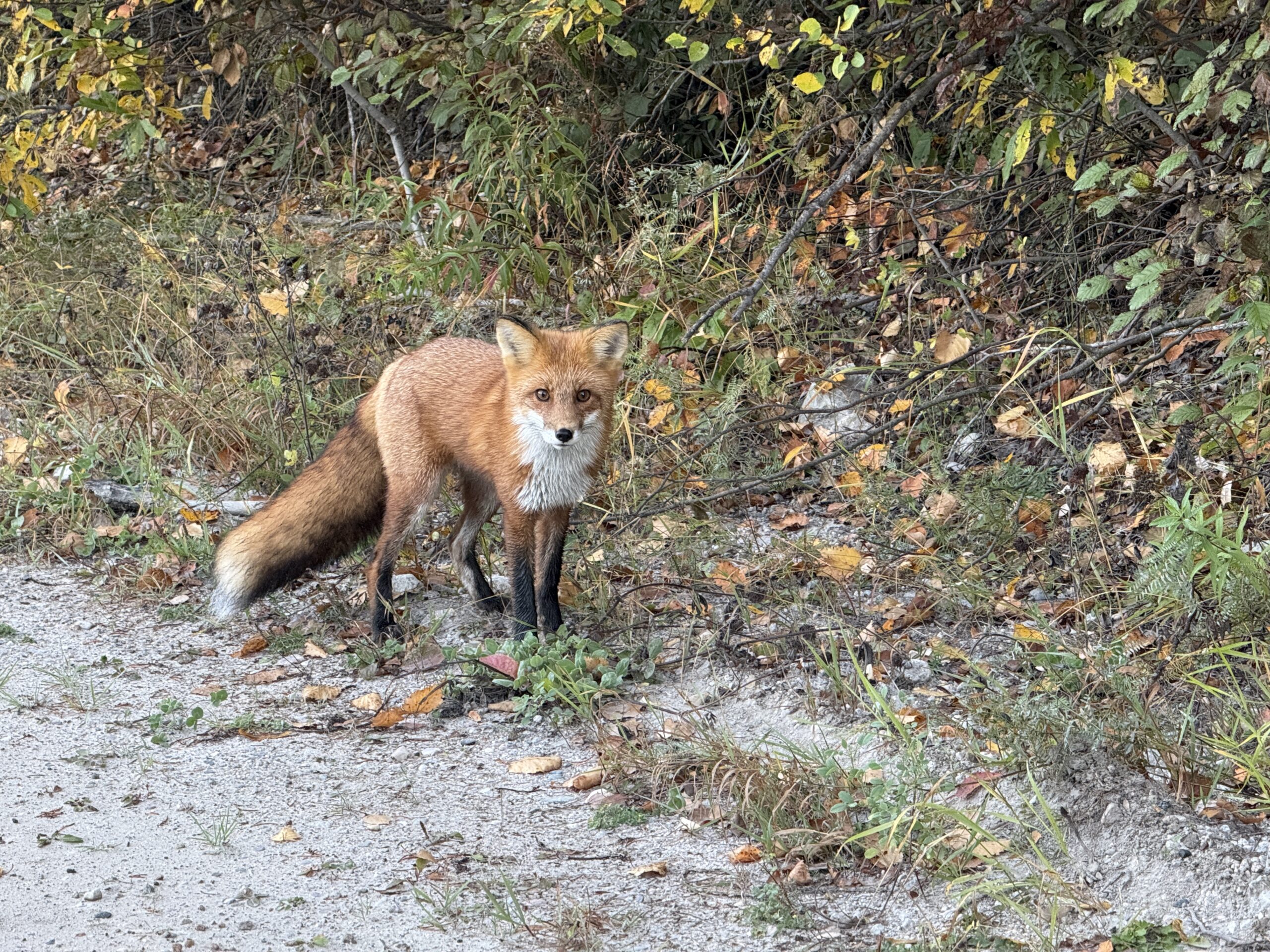 Great looking fox, this was near the plane base.
