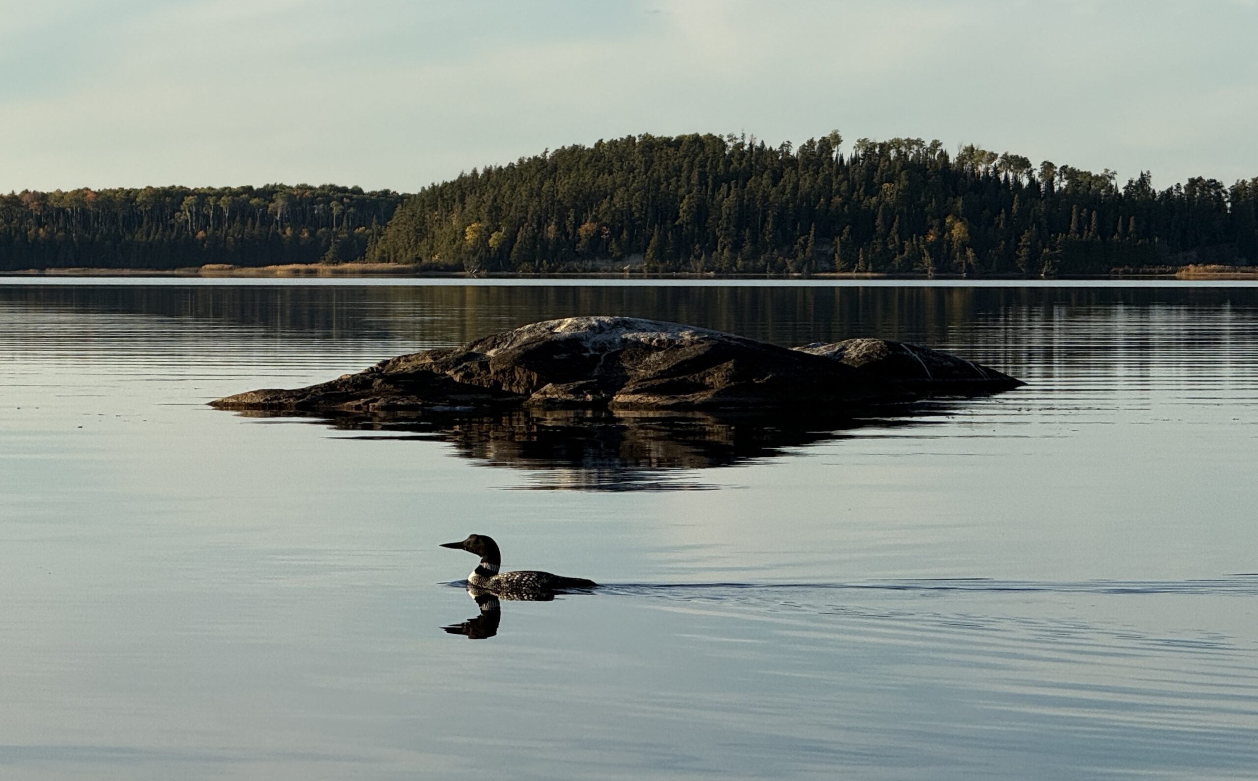 The sound of a loon is enchanting, this one also posed for us!